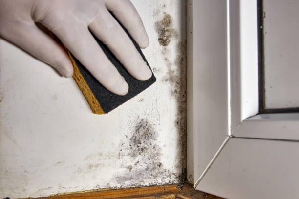 Best Mold Remediation for Healthcare Facilities  in Sprague, WV